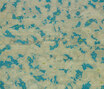 Gamba | Camo Gamba | Camo