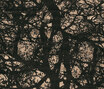 Mauro & Spice | Mauro Giant Tree Mauro & Spice | Mauro Giant Tree