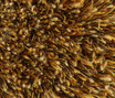 Sauvage 38098 Sauvage 38098
