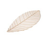 Symbiosis | Leaf - 540116 Symbiosis | Leaf - 540116