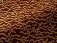 Le chant des dunes Le chant des dunes