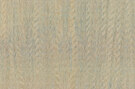 Amazone 2 Fierce - 23501 Amazone 2 Fierce - 23501