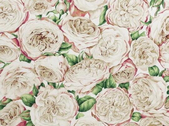 Roses anciennes Roses anciennes
