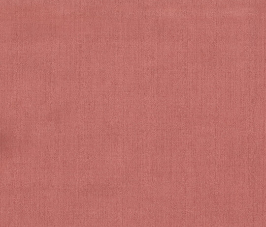Victoria - Rosa Victoria - Rosa