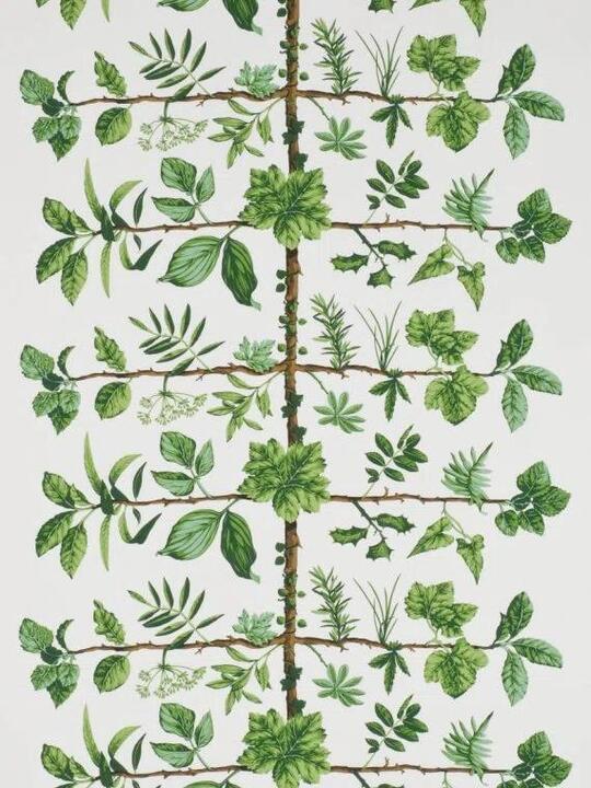 Wallpaper espalier Wallpaper espalier