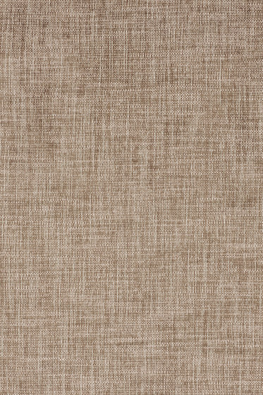 Maple - 0352 Maple - 0352