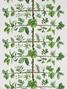 Wallpaper espalier Wallpaper espalier