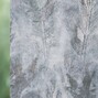Willow oak 1216 Willow oak 1216