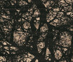 Gamba | Giant Tree