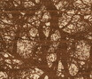 Gamba | Giant Tree