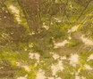 Jungle | Jungle Enlightment