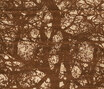 Mauro & Spice | Mauro Giant Tree