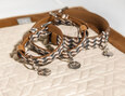 Pet Collection | Collar