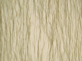 Beluga 713