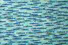 Capsule | Ikan - 14700109