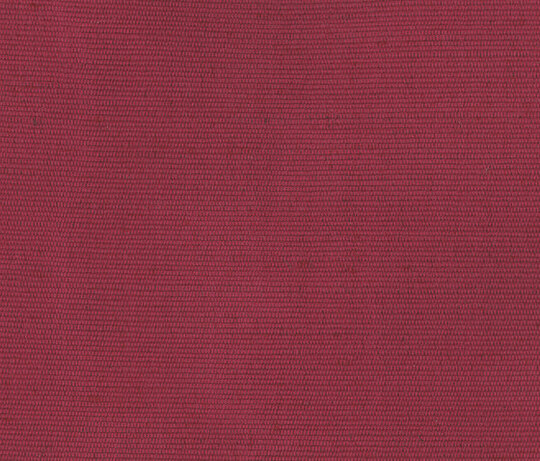 Carlo - Petunia