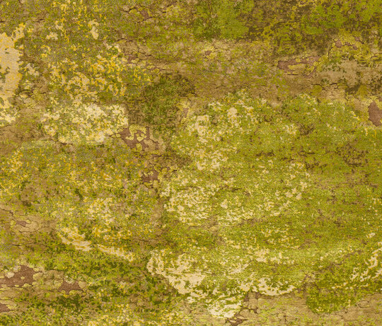 Jungle | Aerial Forest