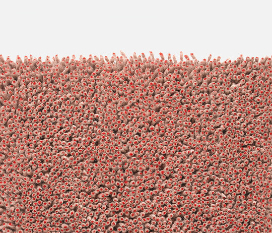 Grano - 0231