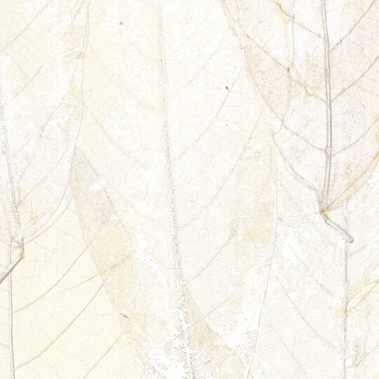 Écrin | Blanche neige | RM 972 01