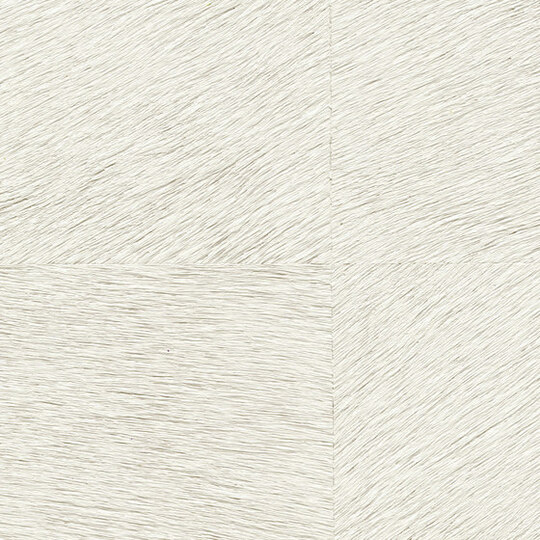 Natives | Movida HPC CV 101 01