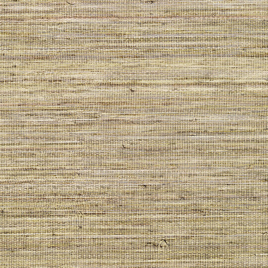 Panama | Musa VP 710 07