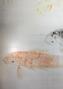 Les carpes