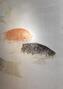 Les carpes