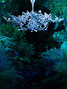 Ivy Shadow | Ivy Shadow Mirror - WM40-FRT