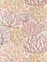 Acropora