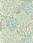 Acropora