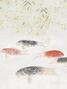 Les carpes