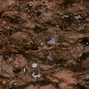 Nature précieuse RM 631 90